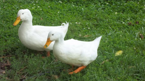 ducks